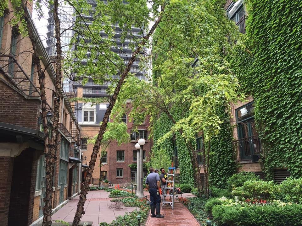 Landscaping work in a planted courtyard between Chicago brick buildings